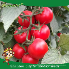 Suntoday indeterminado empresa vegetal híbrido newton hs código sortida colheitadeira vegetal newton tomate semente preço vermelho (22025)